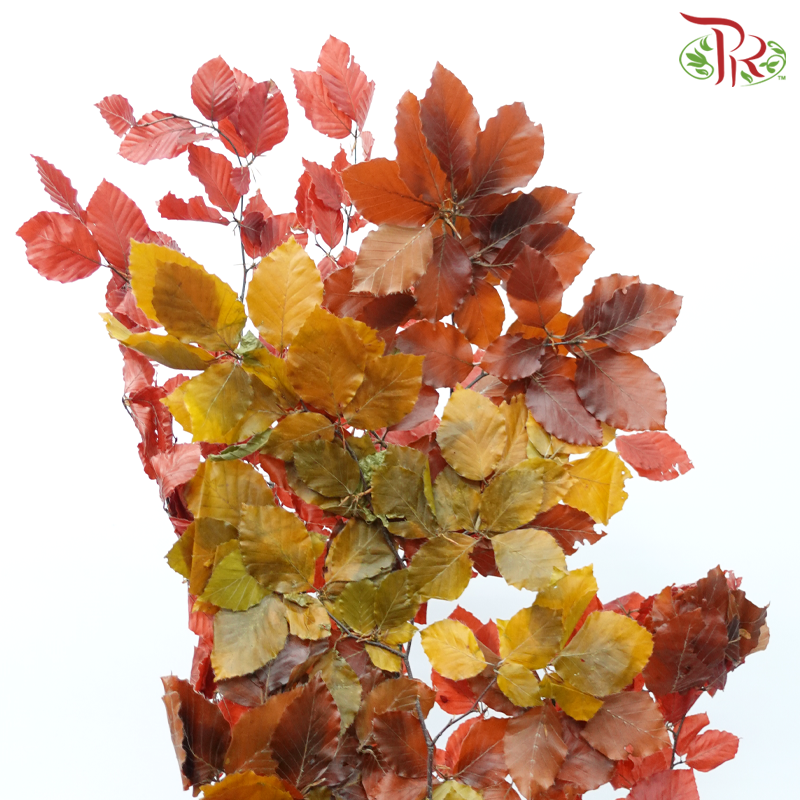 Dry Copperbeech Fagus-Import-prflorist.com.my