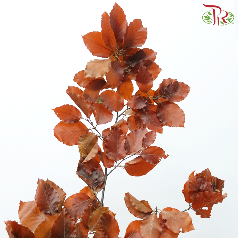 Dry Copperbeech Fagus-Import-prflorist.com.my