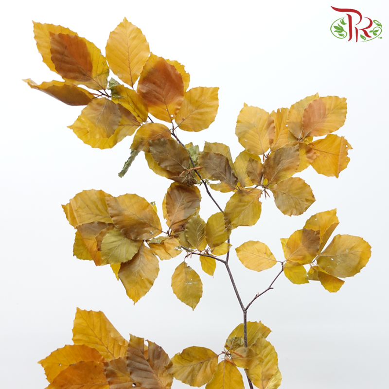 Dry Copperbeech Fagus-Import-prflorist.com.my