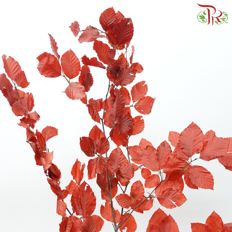 Dry Copperbeech Fagus-Import-prflorist.com.my