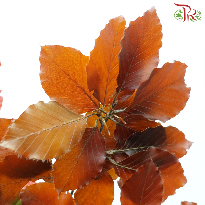 Dry Copperbeech Fagus-Import-prflorist.com.my