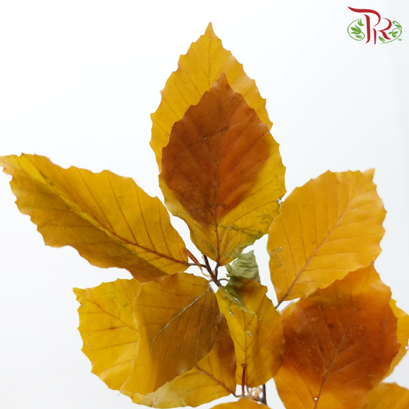 Dry Copperbeech Fagus-Import-prflorist.com.my