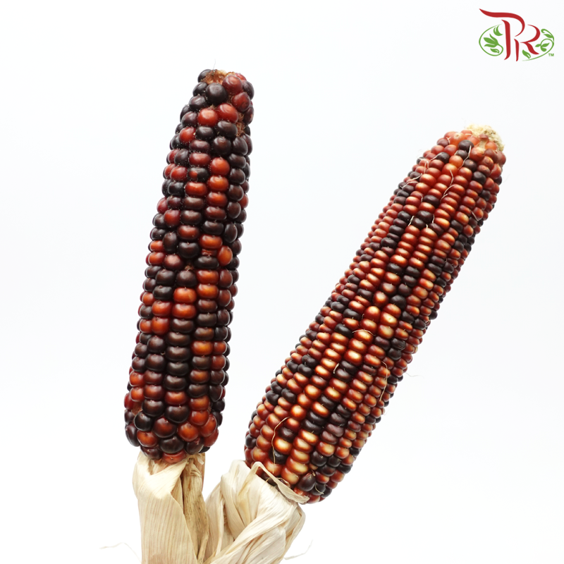Dry Corn (2 Stems)-Netherland-prflorist.com.my