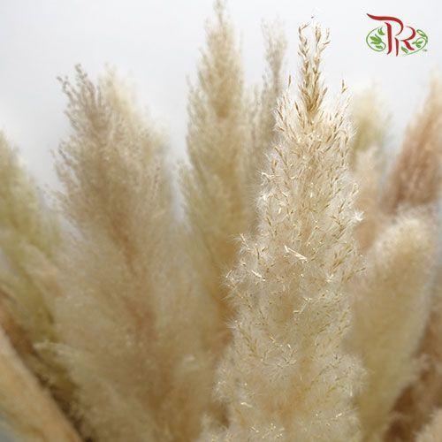Dry Cortaderia Pampas 135cm - (5 Stems)-Bleached-China-prflorist.com.my