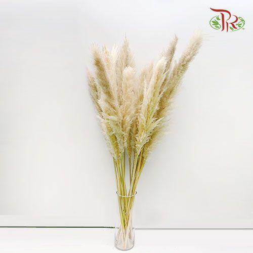 Dry Cortaderia Pampas 135cm - (5 Stems)-Bleached-China-prflorist.com.my