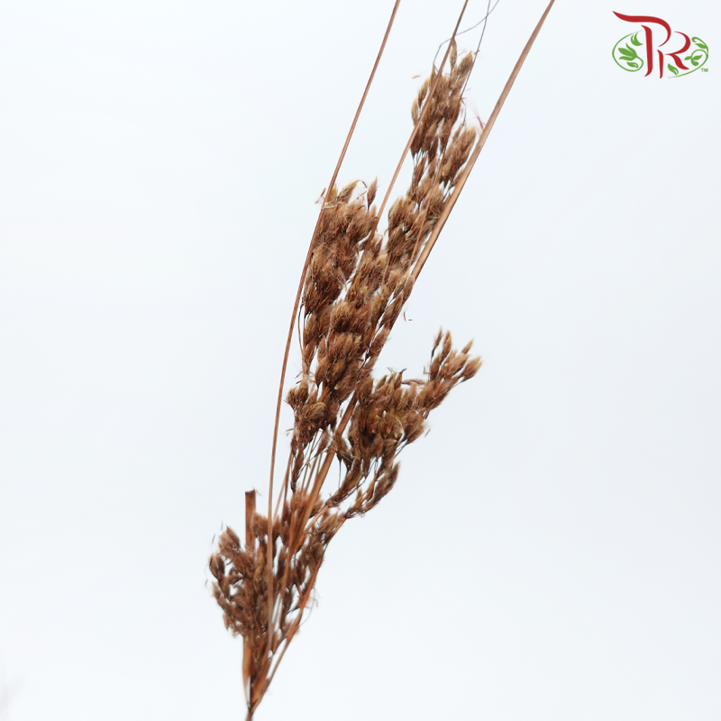 Dry Couch Grass - Brown (Per Bunch)-Brown-China-prflorist.com.my