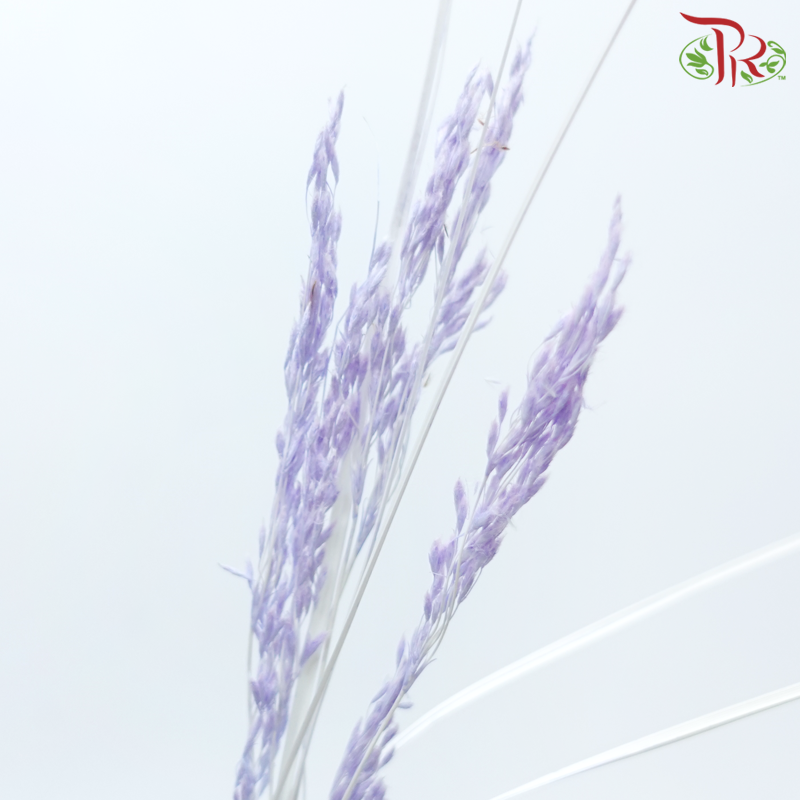 Dry Couch Grass - Light Purple (Per Bunch)-Light Purple-China-prflorist.com.my