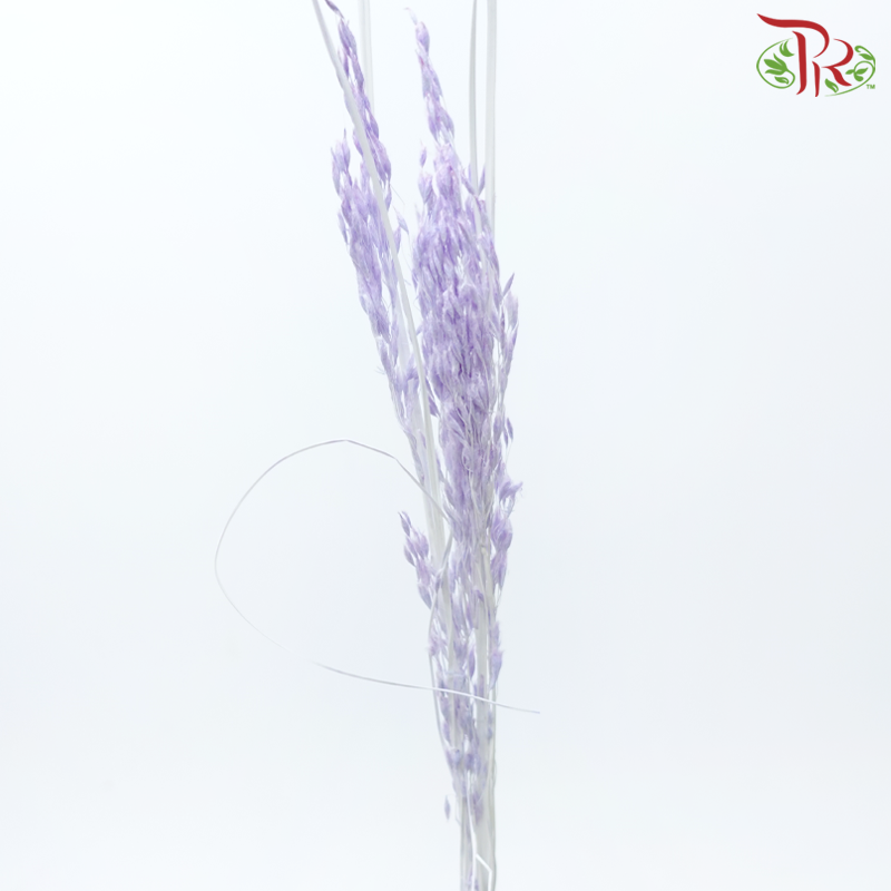 Dry Couch Grass - Light Purple (Per Bunch)-Light Purple-China-prflorist.com.my