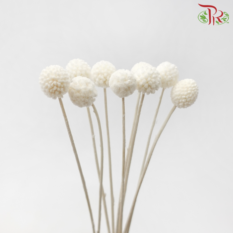Dry Craspedia Bleached - White (Per Bunch)-White-Import-prflorist.com.my