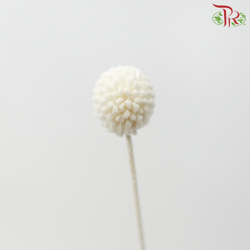Dry Craspedia Bleached - White (Per Bunch)-White-Import-prflorist.com.my