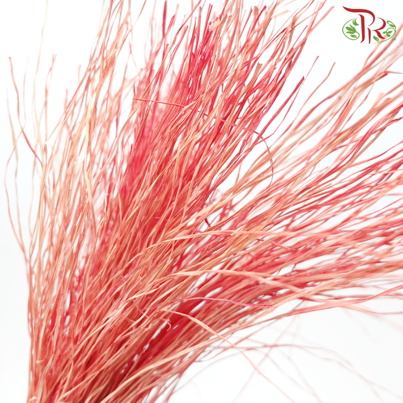 Dry Crazy Grass - Bleached Red (Per Bunch)-Red-Import-prflorist.com.my