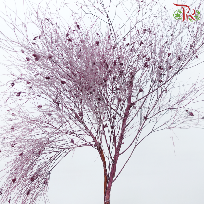 Dry Dream Grass - Dusty Purple (Per Bunch)-Purple-China-prflorist.com.my