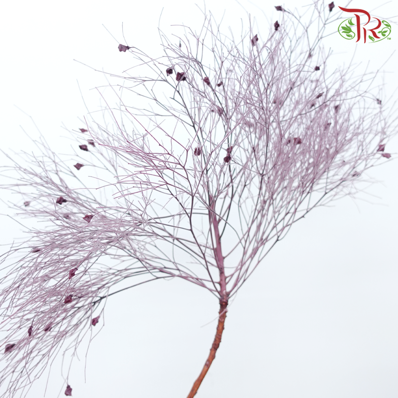 Dry Dream Grass - Dusty Purple (Per Bunch)-Purple-China-prflorist.com.my