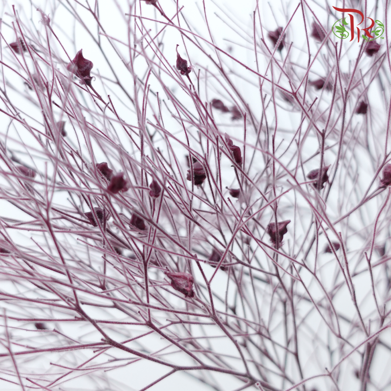 Dry Dream Grass - Dusty Purple (Per Bunch)-Purple-China-prflorist.com.my