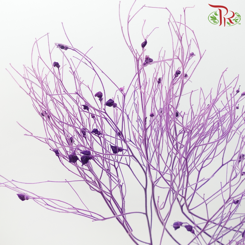 Dry Dream Grass - Purple (Per Bunch)-Purple-China-prflorist.com.my