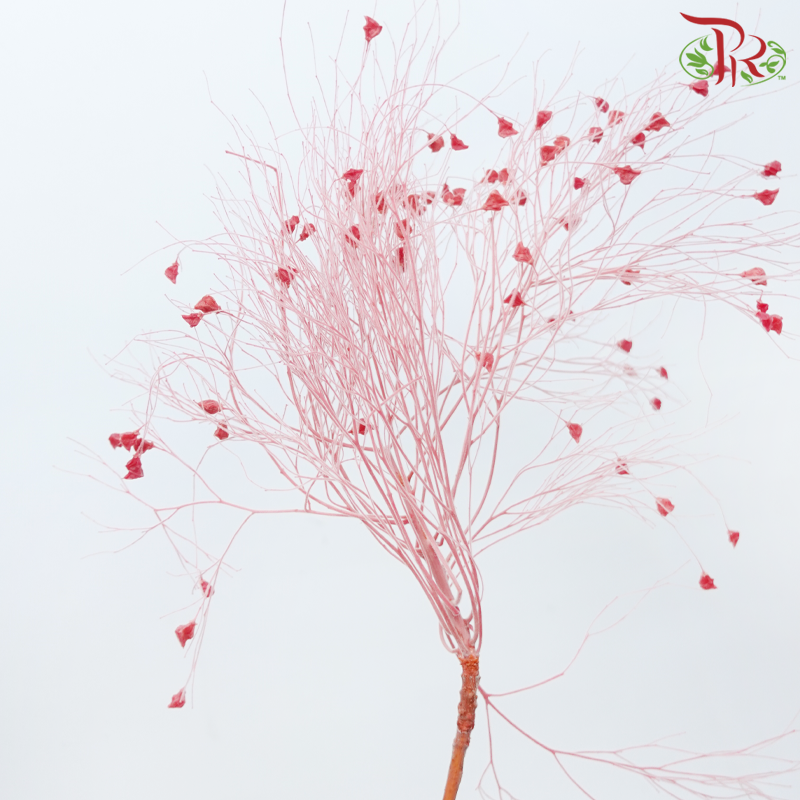 Dry Dream Grass - Red (Per Bunch)-Red-China-prflorist.com.my