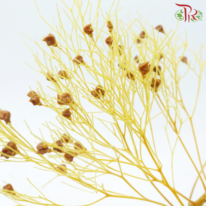 Dry Dream Grass - Yellow (Per Bunch)-Yellow-China-prflorist.com.my