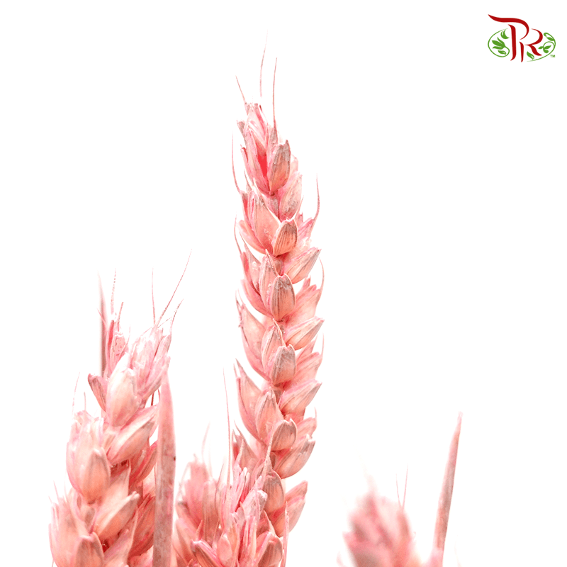 Dry Dyed Wheatgrass / Tarwe - Dusty Pink (Bunch)-Pink-Netherland-prflorist.com.my