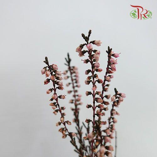 Dry Erica-Italy-prflorist.com.my