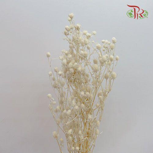 Dry Eryngium Bleached-Italy-prflorist.com.my