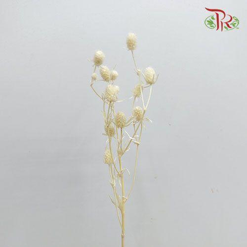 Dry Eryngium Bleached-Italy-prflorist.com.my