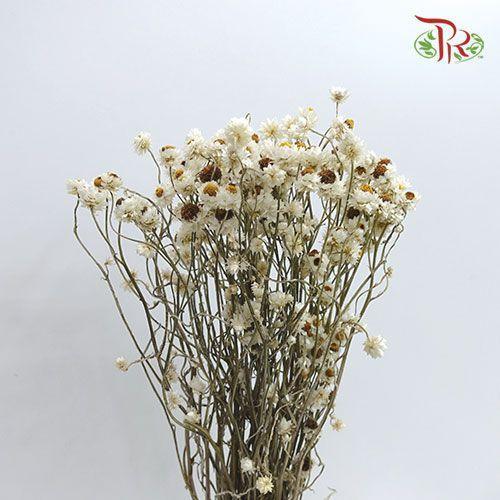 Dry Everlasting-White-China-prflorist.com.my