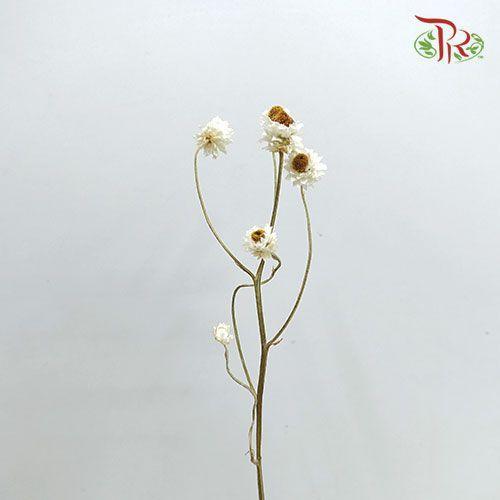 Dry Everlasting-White-China-prflorist.com.my