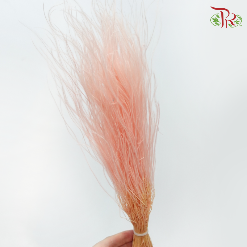 Dry Feather Grass - Peach (Per Bunch)-Champagne / Peach-China-prflorist.com.my