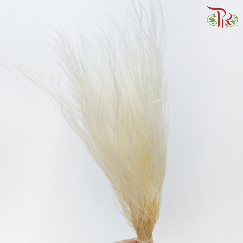 Dry Feather Grass - White (Per Bunch)-White-China-prflorist.com.my