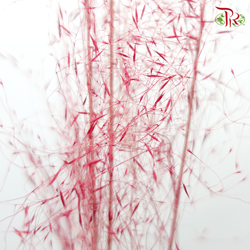 Dry Fendai - Cherry Pink (Per Bunch)-Cherry Pink-China-prflorist.com.my