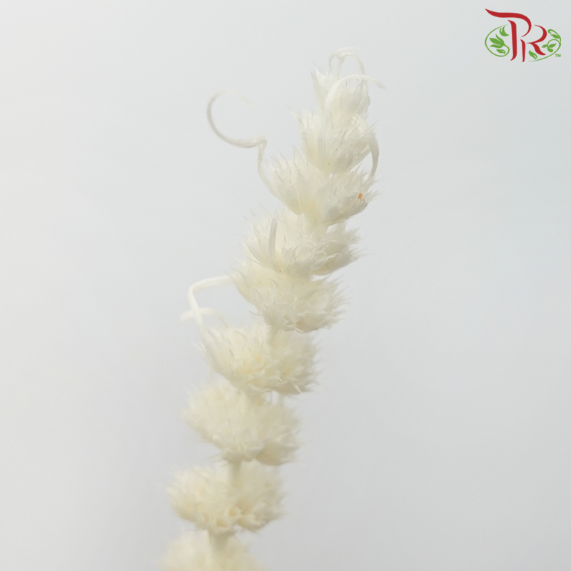 Dry Helichrysum - Cream (Per Bunch)-Cream-China-prflorist.com.my