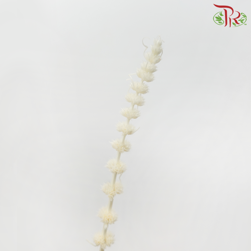 Dry Helichrysum - Cream (Per Bunch)-Cream-China-prflorist.com.my