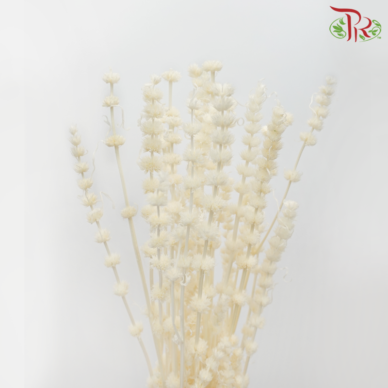 Dry Helichrysum - Cream (Per Bunch)-Cream-China-prflorist.com.my