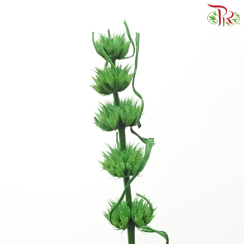 Dry Helichrysum - Green (Per Bunch)-Green-China-prflorist.com.my