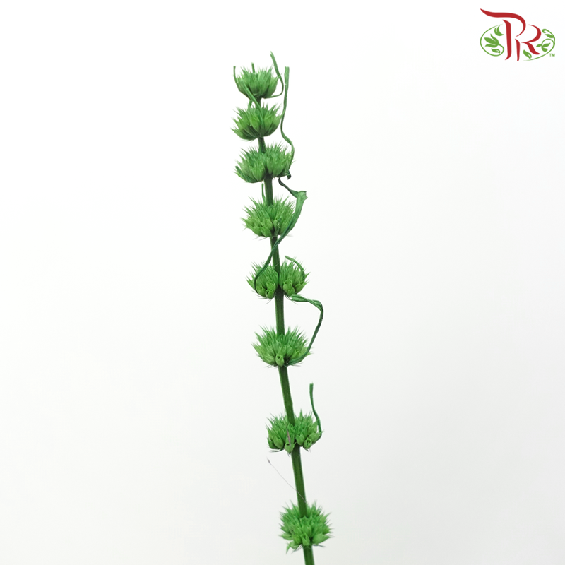 Dry Helichrysum - Green (Per Bunch)-Green-China-prflorist.com.my