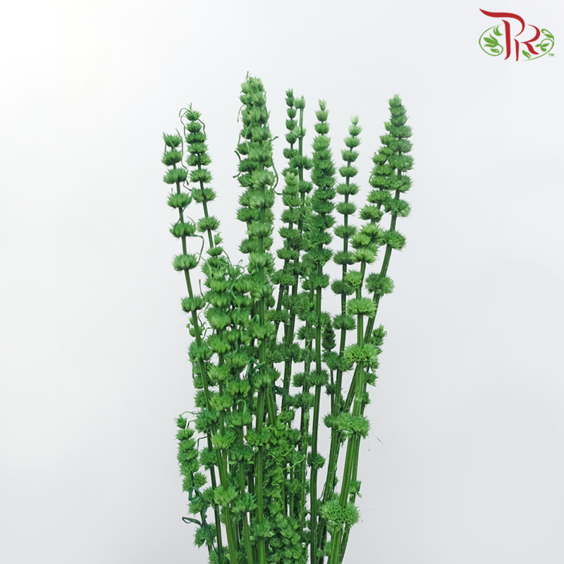 Dry Helichrysum - Green (Per Bunch)-Green-China-prflorist.com.my