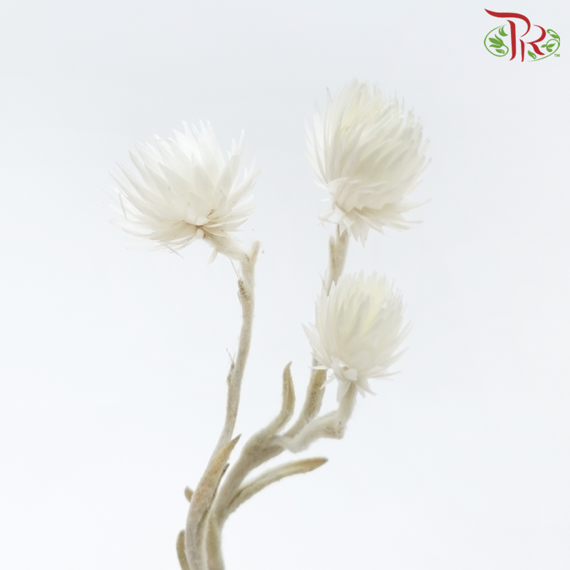 Dry Helichrysum Natural & Bleached - (Per Bunch)-Import-prflorist.com.my