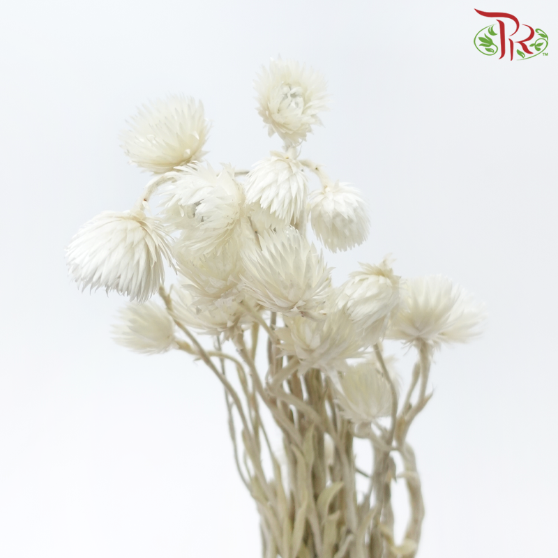 Dry Helichrysum Natural & Bleached - (Per Bunch)-Import-prflorist.com.my