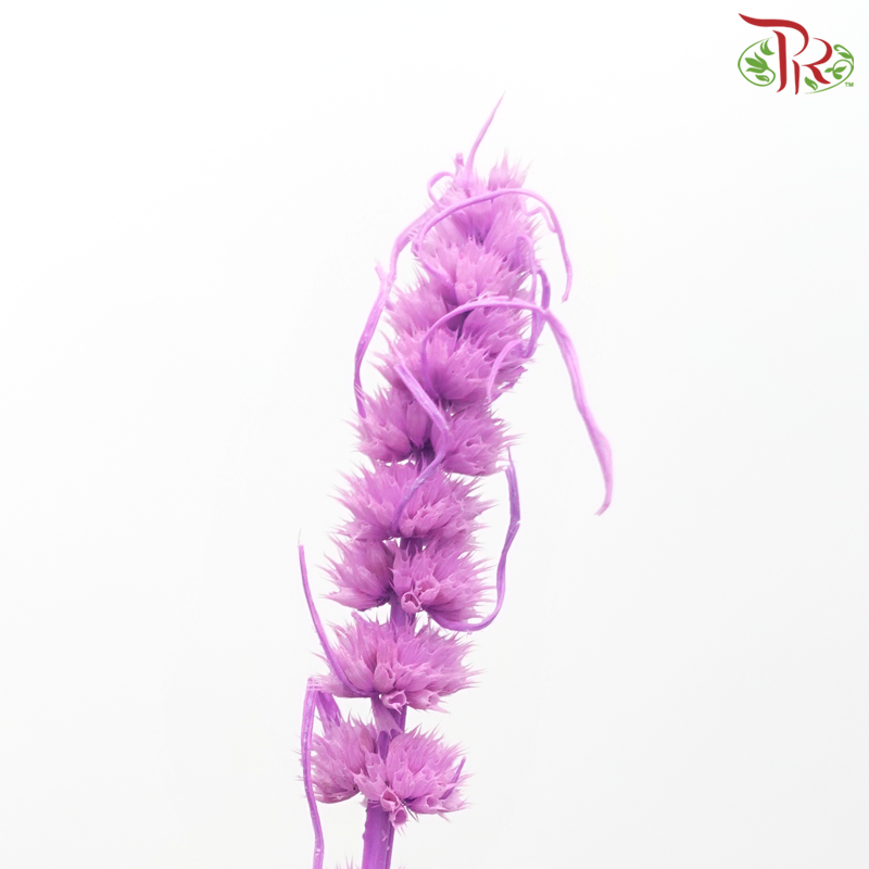 Dry Helichrysum - Purple (Per Bunch)-Purple-China-prflorist.com.my