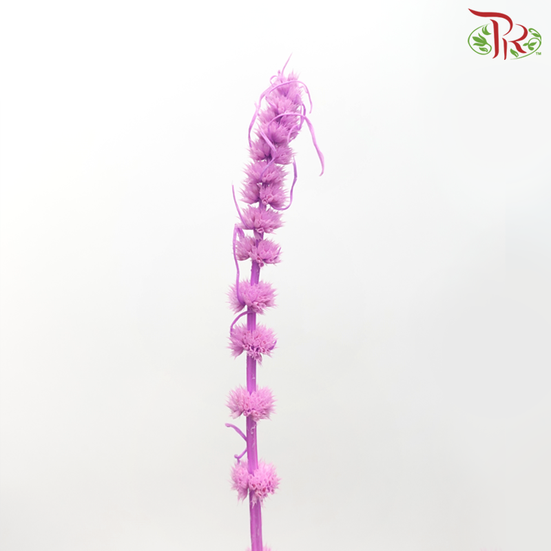 Dry Helichrysum - Purple (Per Bunch)-Purple-China-prflorist.com.my