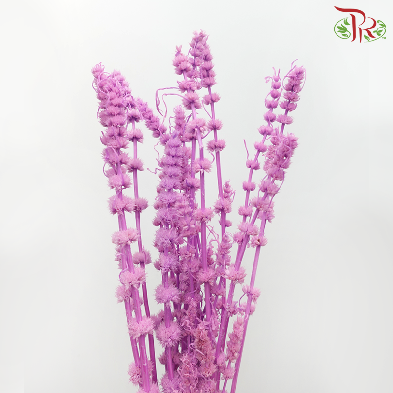 Dry Helichrysum - Purple (Per Bunch)-Purple-China-prflorist.com.my