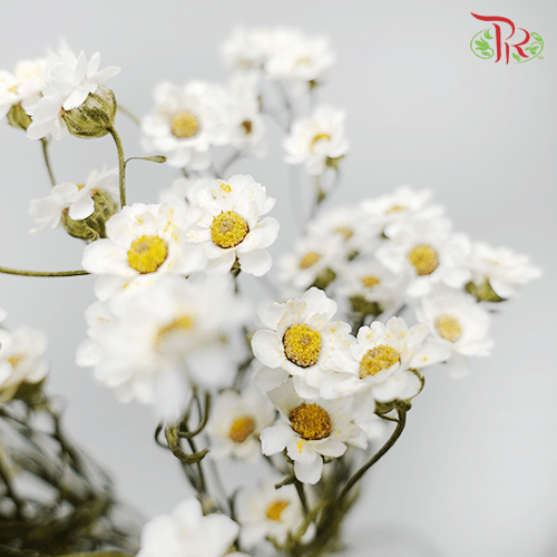 Dry Ixodia 40cm - (10 Stems)-White-Import-prflorist.com.my