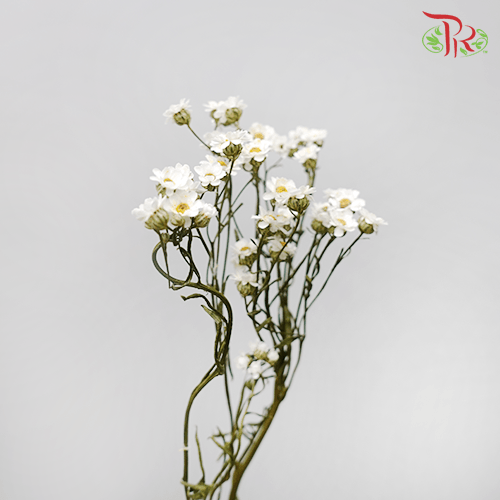 Dry Ixodia 40cm - (10 Stems)-White-Import-prflorist.com.my