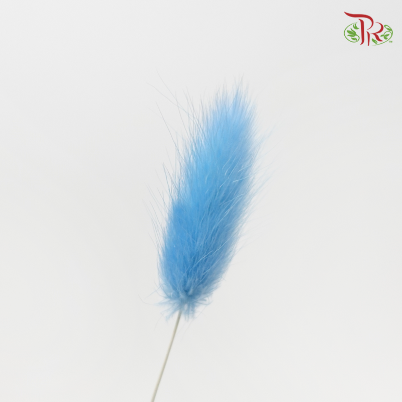 Dry Lagurus Bunny Tail - Azure Blue (Per Bunch)-Blue-China-prflorist.com.my