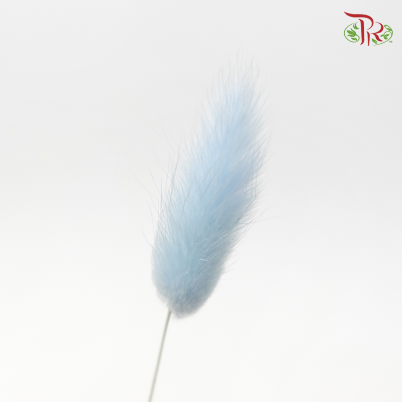 Dry Lagurus Bunny Tail - Baby Blue (Per Bunch)-Blue-China-prflorist.com.my