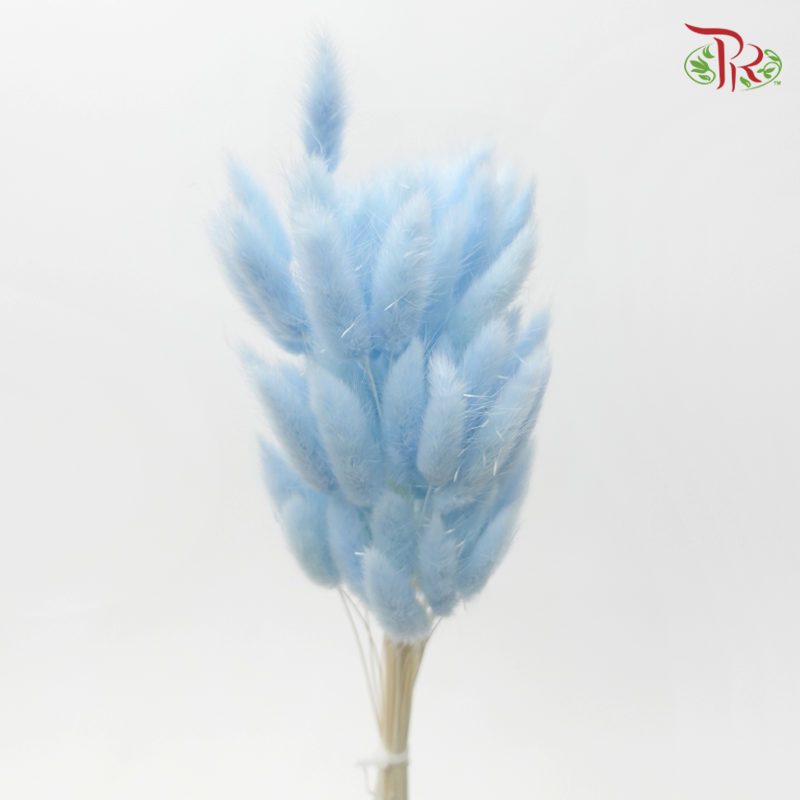 Dry Lagurus Bunny Tail - Baby Blue (Per Bunch)-Blue-China-prflorist.com.my