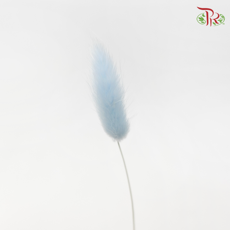 Dry Lagurus Bunny Tail - Baby Blue (Per Bunch)-Blue-China-prflorist.com.my