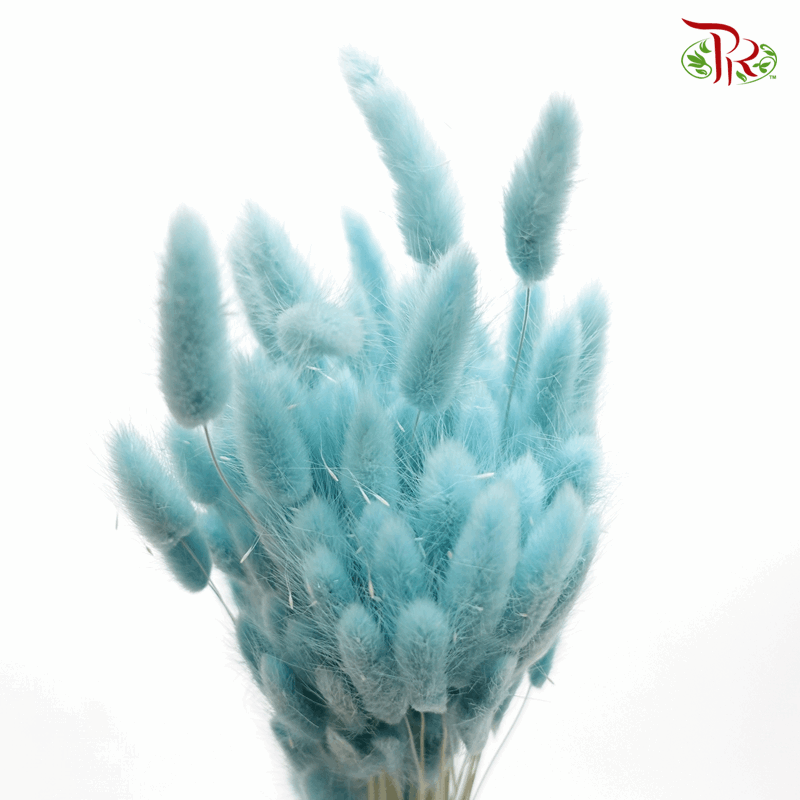 Dry Lagurus Bunny Tail - Blizzard Blue ( Per Bunch)-Blue-Import-prflorist.com.my