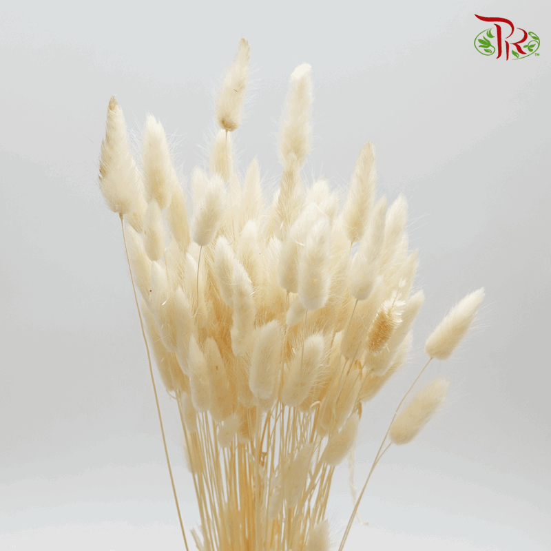 Dry Lagurus - Bunny Tail (Colour Option)-Bleached-Import-prflorist.com.my
