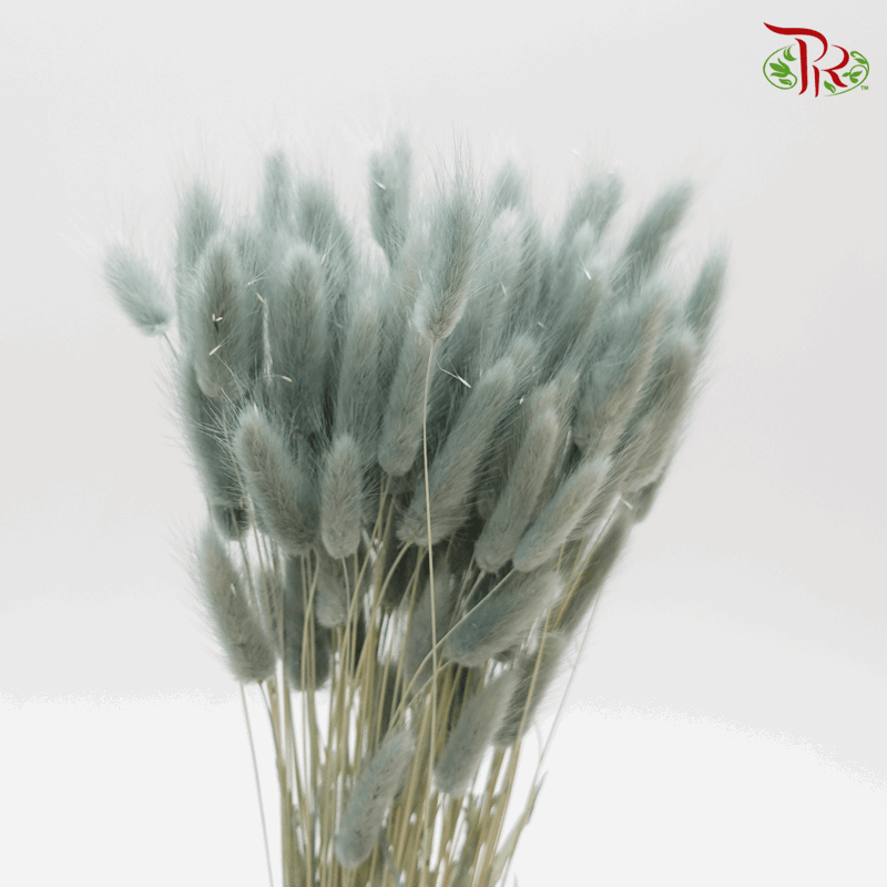 Dry Lagurus - Bunny Tail (Colour Option)-Blue-Grey-Import-prflorist.com.my